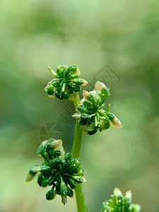 有自然背景的拉波提亚花 印度尼西亚称它为晚起或杰拉唐纤维植物植物群植物学阳光药品叶子草本植物杂草荒野图片
