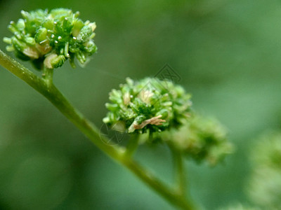 有自然背景的拉波提亚花 印度尼西亚称它为晚起或杰拉唐阳光植物群植物荨麻药品纤维植物学草本植物花园杂草图片