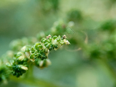 有自然背景的拉波提亚花 印度尼西亚称它为晚起或杰拉唐叶子纤维荒野植物药品花园荨麻植物学植物群草本植物图片