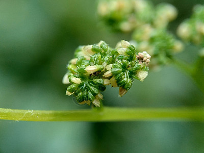 有自然背景的拉波提亚花 印度尼西亚称它为晚起或杰拉唐植物学植物群荨麻叶子药品荒野草本植物生长植物纤维图片