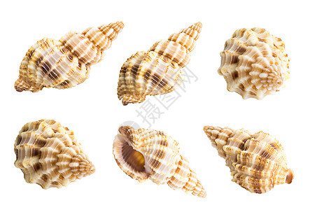 须在白色上隔离断开海鲜贝类贝壳牡蛎动物锥体螺旋漩涡软体海洋图片