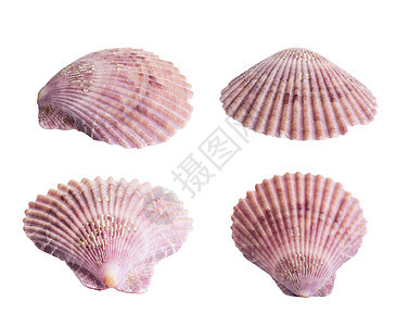 扇贝须在白色上隔离牡蛎软体贝类海滩水产动物海鲜养殖壳类贝壳背景图片
