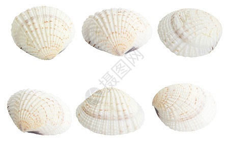 扇贝须在白色上隔离宏观壳类养殖软体贝壳海滩贝类海洋动物海鲜背景图片