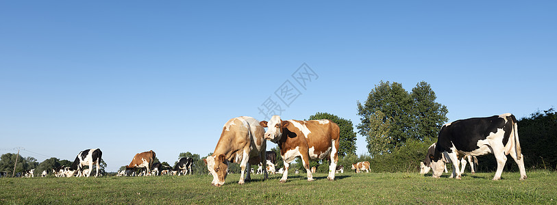 圣昆廷和瓦伦西人附近弗朗特兰西北部的奶牛哺乳动物草地风景轿车农业国家动物爬坡农村家畜图片