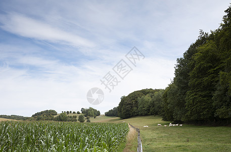 在法国北卡莱以南的农村地貌中的白奶牛草地家畜天空农场场地环境晴天动物农业爬坡图片
