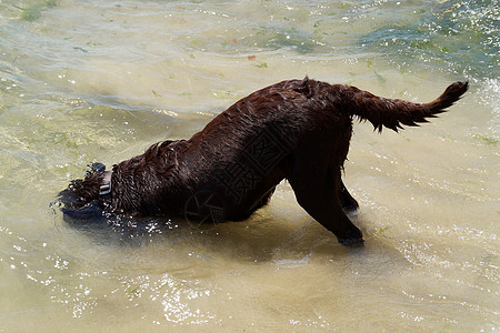 大棕色狗在水里玩海洋动物跑步宠物乐趣海滩行动犬类朋友训练图片