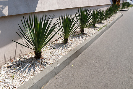 青绿的Yucca边境 装饰白色砾石红色边界植物碎石叶子植物群设计公园植物学绿色图片