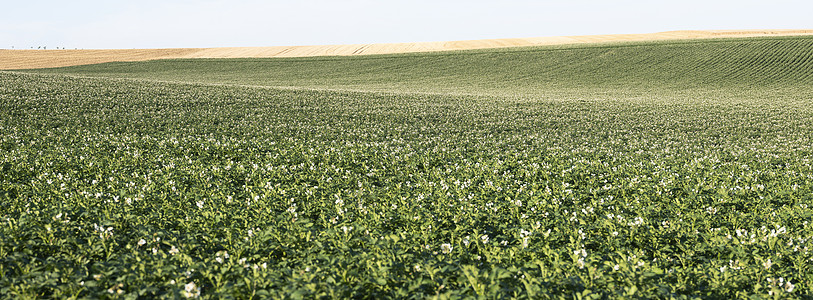 蓝天空下弗朗特兰地以北的农业田地景观模式 其典型近乎抽象的模式爬坡地平线植物天空场地假期蓝色粮食马铃薯旅行图片