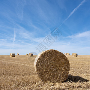 金色田地 在法国以北的蓝天下有草篮收获金子农田农场国家场地生长草地地平线稻草图片