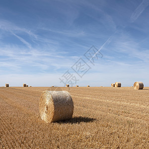 金色田地 在法国以北的蓝天下有草篮土地小麦干草收成农村生长农业植物圆圈玉米图片