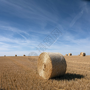 金色田地 在法国以北的蓝天下有草篮粮食农场稻草生长金子圆圈场地太阳食物谷物图片