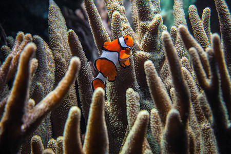 在暗珊瑚之间游动的小丑鱼图片