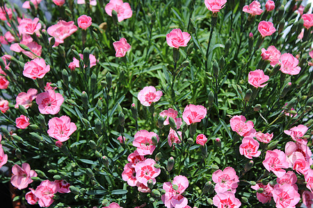 一支康乃馨花园里的粉红康乃馨石竹植物植物群粉色花海背景