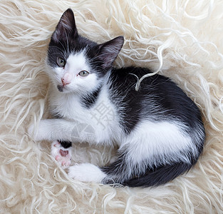 小可爱小猫咪 躺在柔软的格子上小猫宠物叶子婴儿休息黑与白图片
