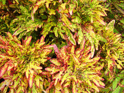 红黄色的丘陵叶 普列克特兰图斯左手香荨麻园艺唇形科花园螺柱紫色生长热带植物图片