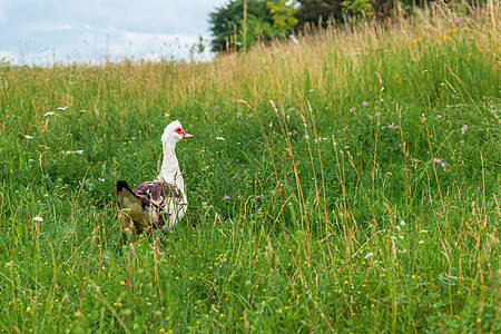 在村里绿草地上的鹅图片