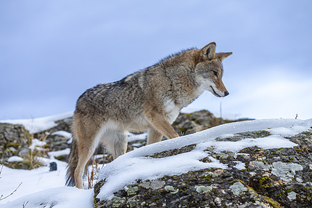 土狼动物荒野家庭猎人清道夫生物捕食者岩石毛皮犬类图片
