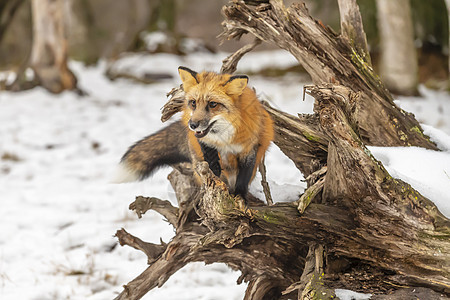 红狐狸森林胡须猎人斑点野生动物捕食者大猫动物园危险豹属图片