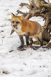 红狐狸猎人野生动物生物斑点捕食者眼睛胡须荒野动物森林图片