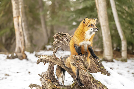 红狐狸生物眼睛豹属猎人危险荒野犬类森林大猫濒危图片