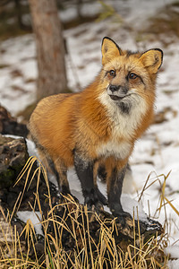 红狐狸哺乳动物动物大猫濒危犬类森林猎人荒野野猫危险图片