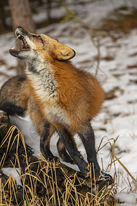 红狐狸动物捕食者豹属野猫斑点犬类动物园猫科动物胡须大猫图片