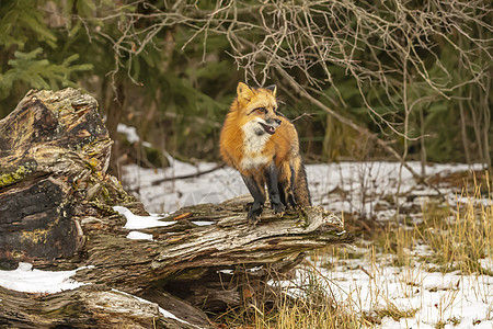 红狐狸森林眼睛野生动物犬类胡须动物园豹属危险荒野大猫图片