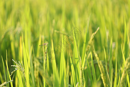 稻叶上方有飞龙黄色野生动物红色绿色植物草地阳光环境农场花园图片