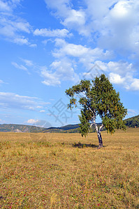 山林背景的一幅画天空桦木场地绿色风景蓝色山脉树木木头黄色图片