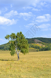 山林背景的一幅画风景天空树木木头绿色场地蓝色黄色山脉桦木图片