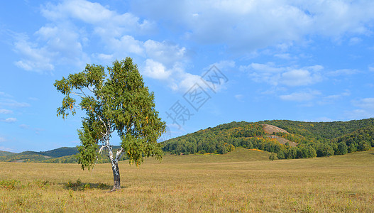 山林背景的一幅画绿色天空风景黄色蓝色场地木头树木山脉桦木图片