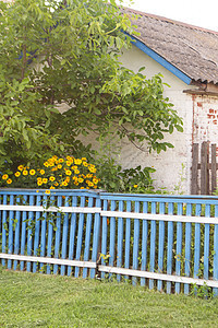 白俄罗斯村庄蓝色围栏一带的夏季黄色花朵 白俄罗斯村图片