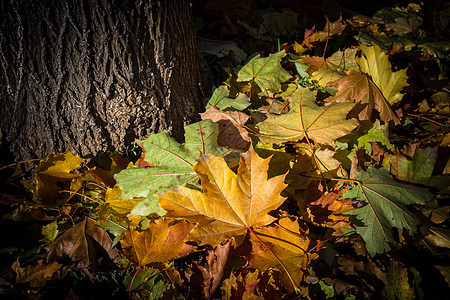 落叶金子环境情绪化森林日落绿色黄色树叶地面树干图片