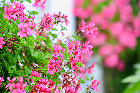 粉红色花园花朵叶子植物群粉色绿色植物花瓣图片