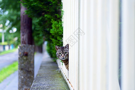 户外弃猫猫咪成人哺乳动物城市街道流浪人行道栅栏宠物孤独图片