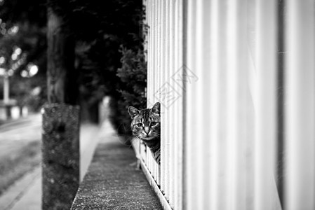 户外弃猫眼睛街道流浪栅栏毛皮宠物棕色孤独动物城市图片
