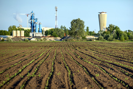 耕地生长粮食晴天草地玉米乡村生产谷物收成农田图片