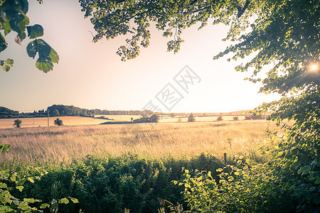 在美丽的夏日阳光下 科茨狼人的风景英语乡村国家日落农村树木丘陵农田场地森林图片