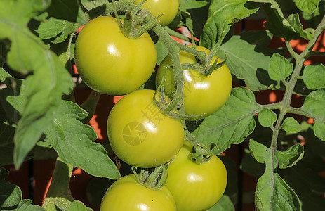 农业概念 在灌木丛中加红绿番茄栽培蔬菜园艺衬套培育食物温室生长季节文化图片