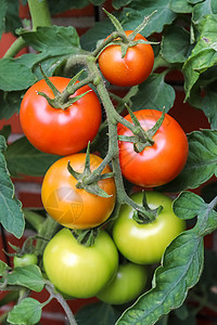 农业概念 在灌木丛中加红绿番茄文化叶子植物食物生长蔬菜收成栽培花园收获图片