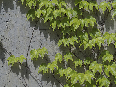 在水泥装饰墙壁上攀爬的鲜红绿色长春藤图片
