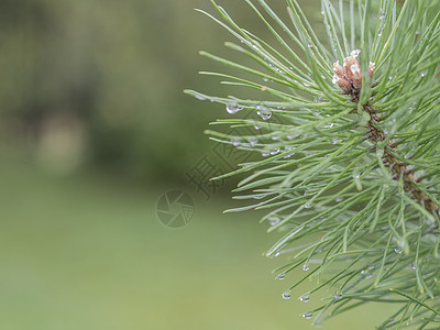 雨后特写湿的fir树枝 在绿布基背景下滴水图片