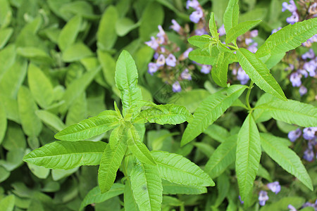 花园里的柠檬动脉茶厂植物背景图片