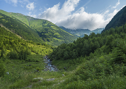 美丽的山景 有溪流溪草 云杉 矮灌木松和山峰 西塔特拉山脉 Rohace 斯洛伐克 夏天 蓝天背景矮人风景擦洗踪迹松树顶峰公园旅图片