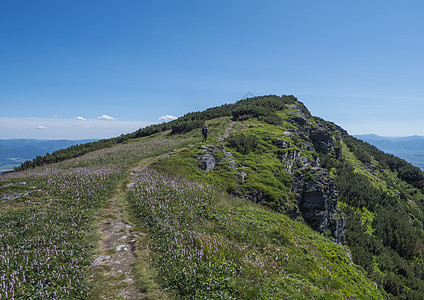 西塔特拉山脉或罗哈斯的山景 男子徒步旅行者背着背包 在草甸山脊上的远足小径上开着粉红色的车前草花 锋利的绿草如茵的落基山峰 夏天图片