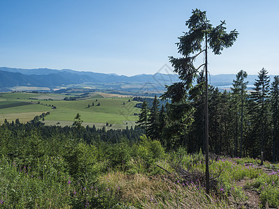 山谷中有草地 云杉林 绿色田野和远处低塔特拉山的蓝色薄雾斜坡 从西塔特拉山步道看 夏天蓝天 斯洛伐克天空公园场景踪迹松树环境爬坡图片