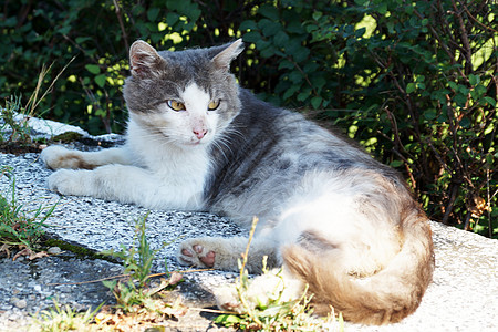 自然背景上的白色灰色猫宠物猫科动物动物猫咪花园毛皮绿色小猫哺乳动物眼睛图片