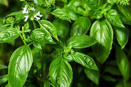 蔬菜园种植鲜花的绿树植物;图片