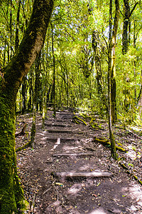 自然足迹行走道路荒野远足植物小路森林公园树叶木头树干山脉图片