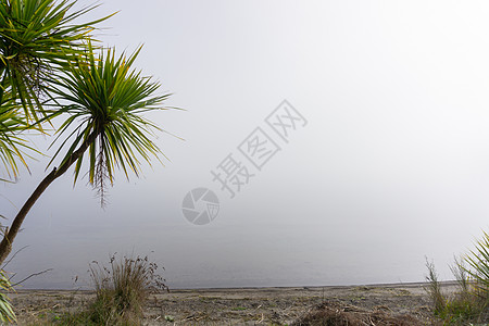 新西兰对灰色烟雾天空的卷心菜树图片